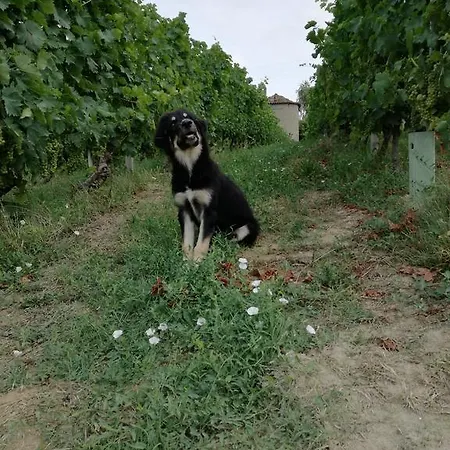 Tenuta San Giuseppe * Cossano Belbo