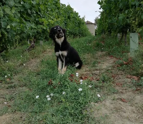 Tenuta San Giuseppe * Cossano Belbo